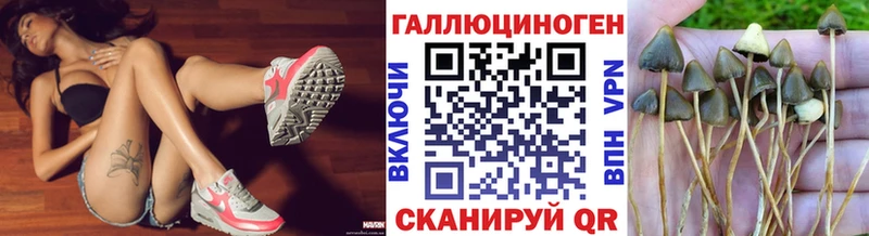цена наркотик  Камызяк  Галлюциногенные грибы Psilocybine cubensis 